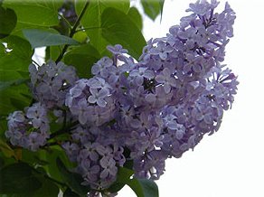 Lilacs